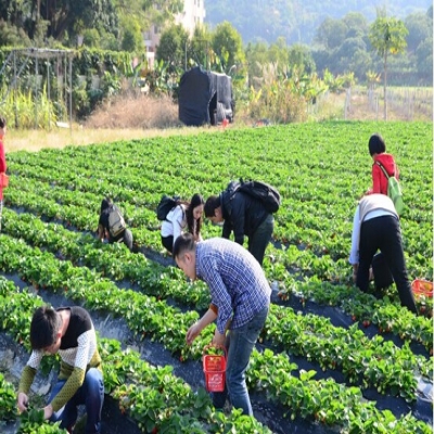 擁抱大鵬半島 探索地質博物(wù)館 野炊摘草(cǎo)莓--第四期樂吧(ba)活動遊記